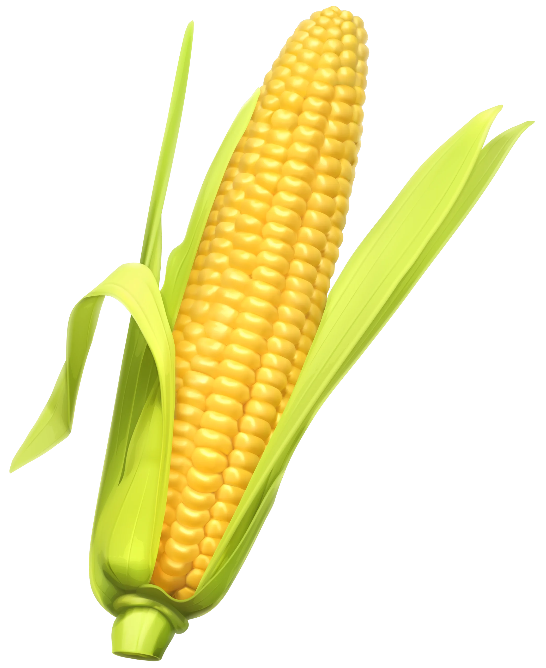 Fresh Golden Corn Ear Clipart Illustration with Delicate Green Husks