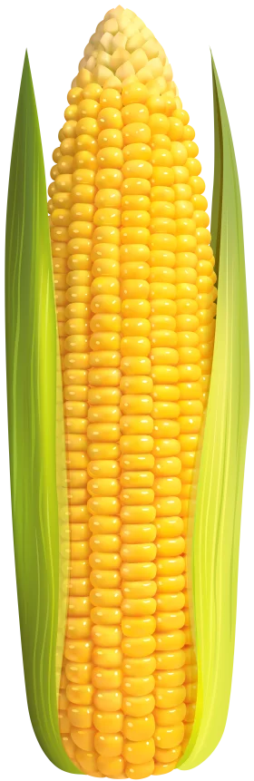 Fresh Golden Corn Ear Clipart with Lush Green Husks Illustration