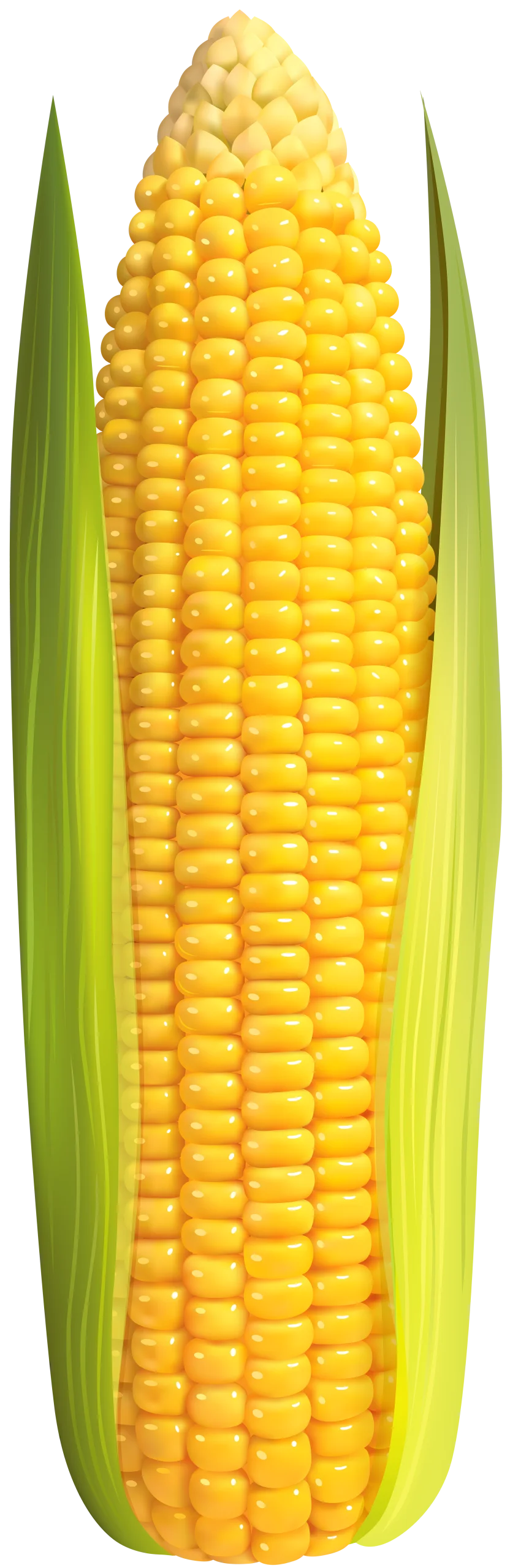 Fresh Golden Corn Ear Clipart with Lush Green Husks Illustration