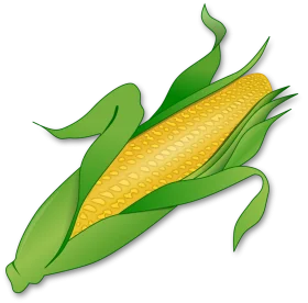 Fresh Ripe Golden Corn Ear with Green Husks - Detailed Agricultural Clipart