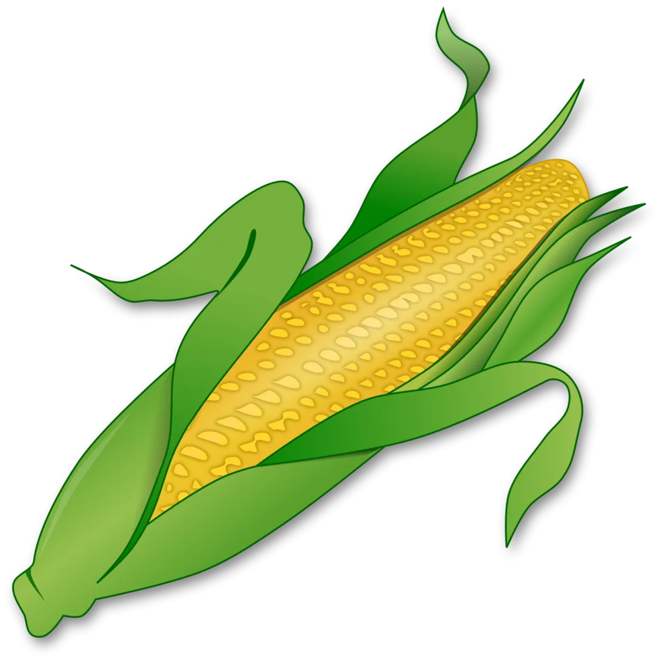 Fresh Ripe Golden Corn Ear with Green Husks - Detailed Agricultural Clipart