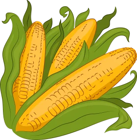 Golden Corn Ears with Lush Green Leaves Graphic Design Clipart Illustration
