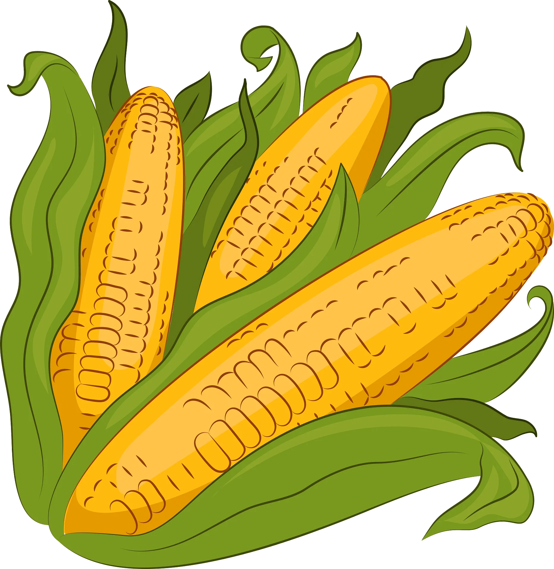 Golden Corn Ears with Lush Green Leaves Graphic Design Clipart Illustration