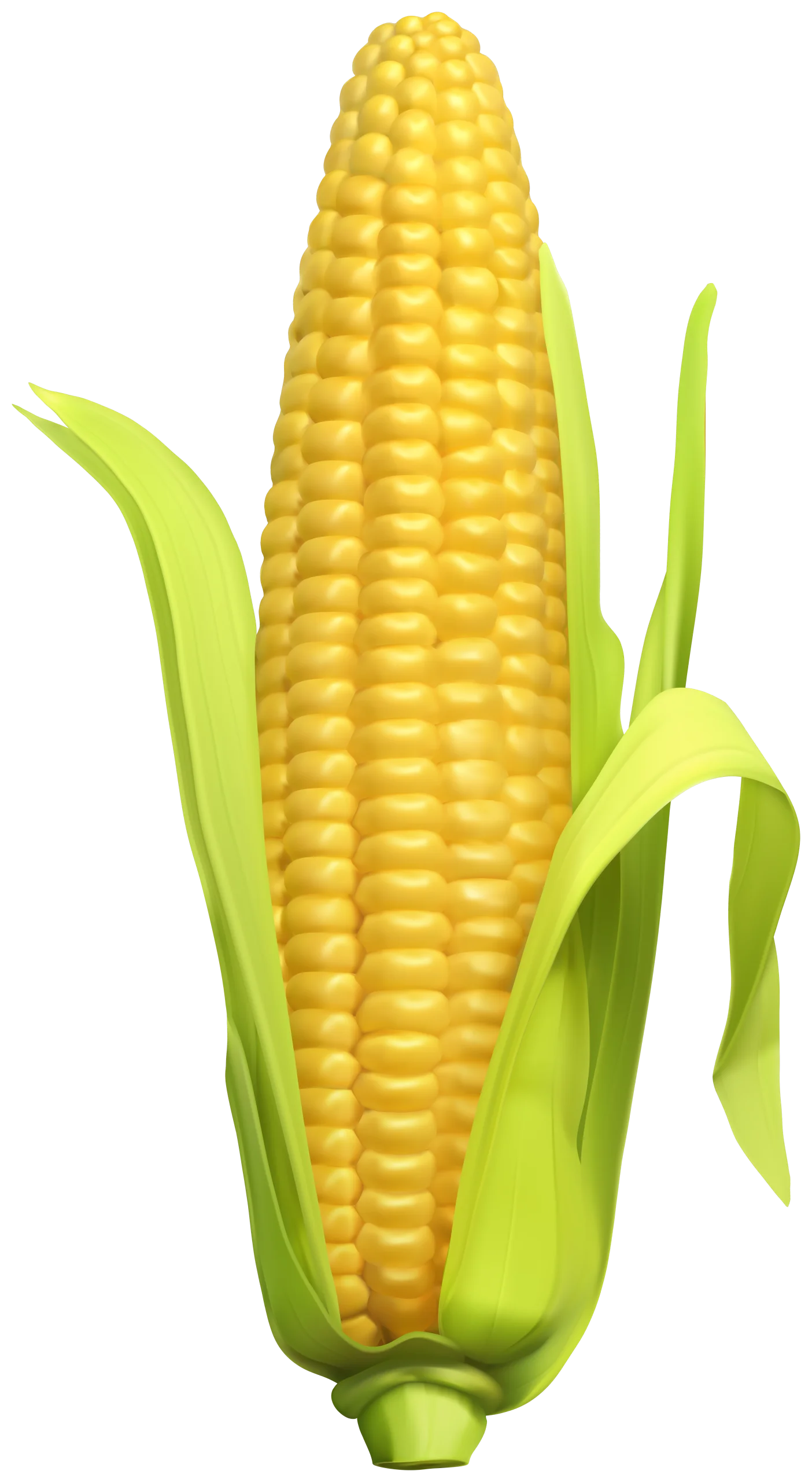 Ripe Golden Ear of Corn Clipart with Emerald Green Husks on White Background