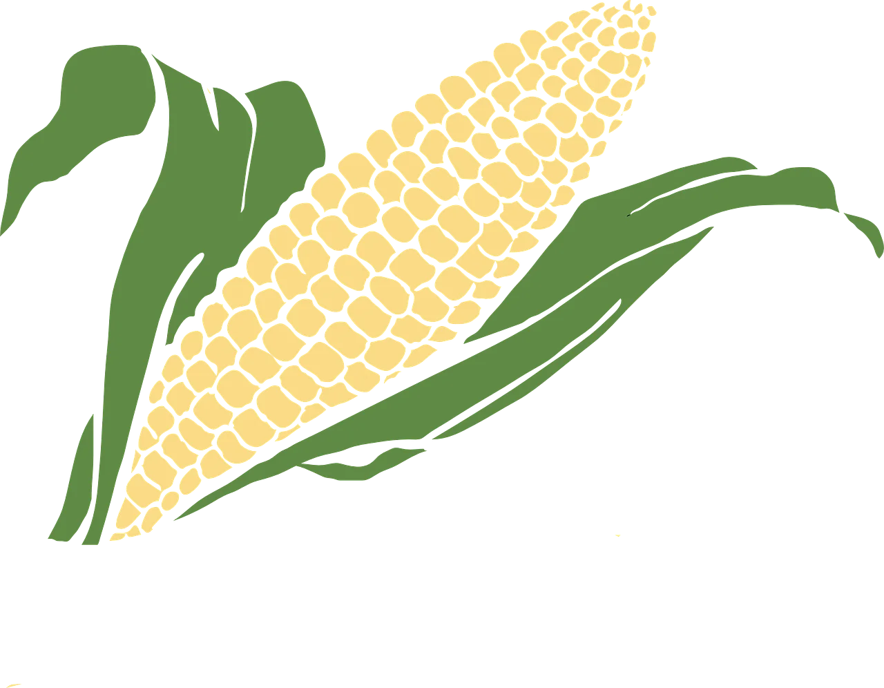 Fresh Ear of Corn Clipart: Golden Kernels and Verdant Green Leaves Illustration