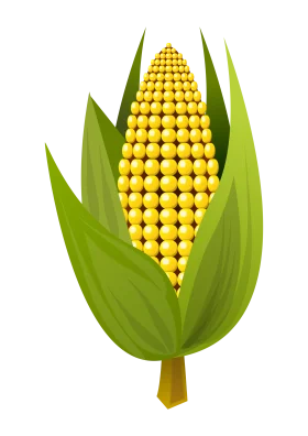 Fresh Golden Corn Clipart: A Perfectly Arranged Ear of Maize with Lush Green Leaves