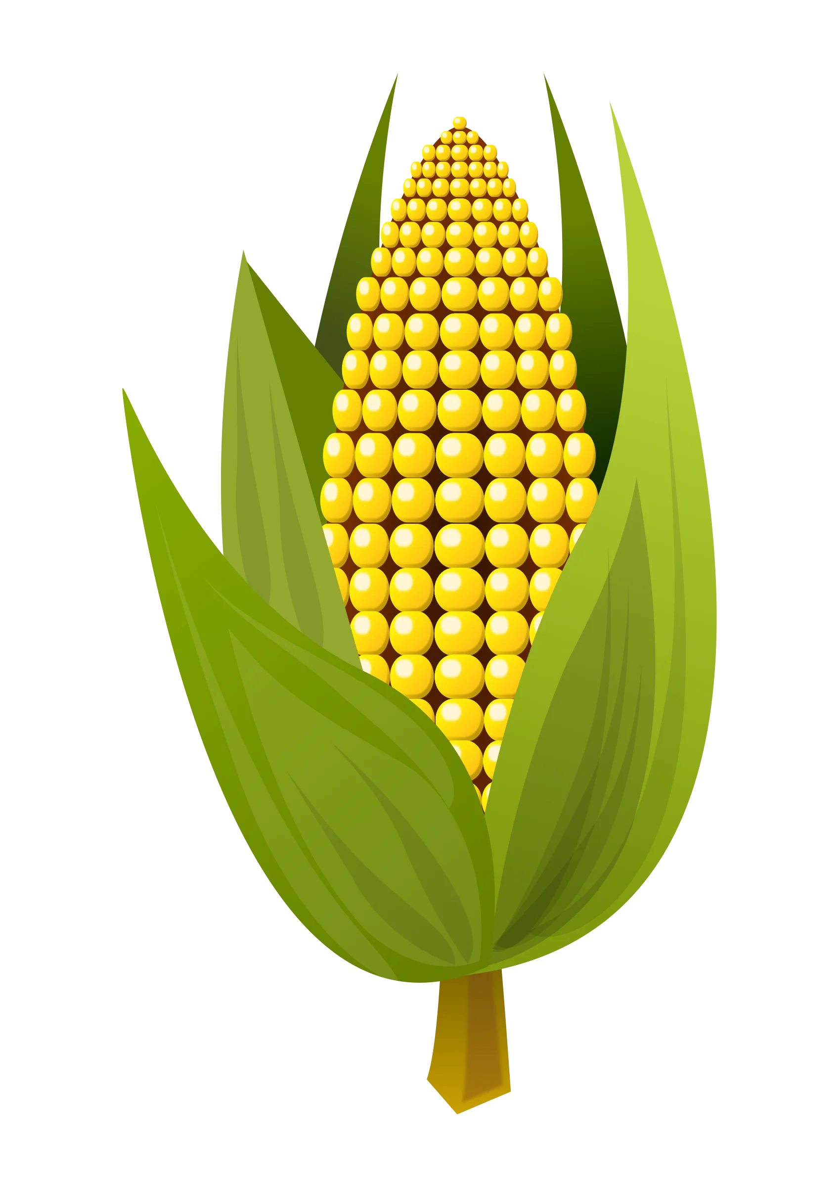 Fresh Golden Corn Clipart: A Perfectly Arranged Ear of Maize with Lush Green Leaves