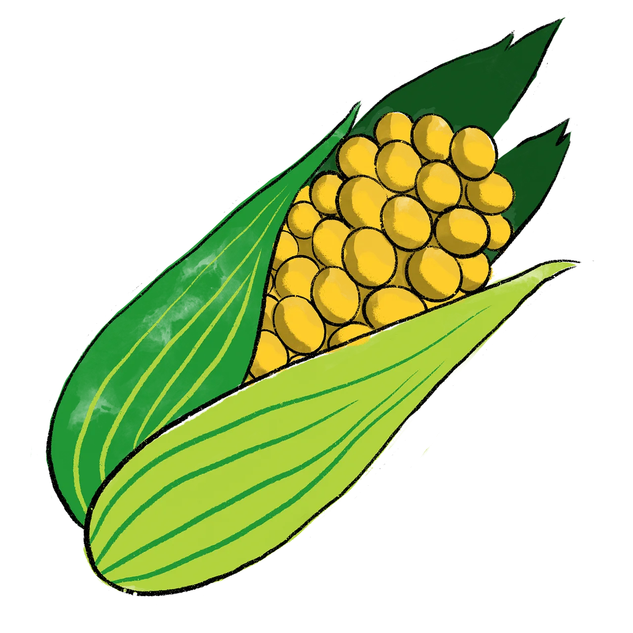 Fresh Golden Corn Ear Clipart: Detailed Agricultural Illustration with Green Husks