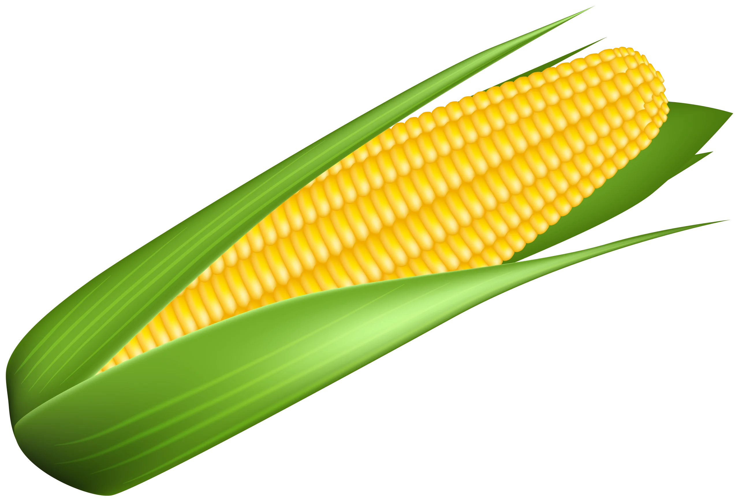 Realistic Fresh Ear of Corn Clipart with Bright Yellow Kernels and Green Husks