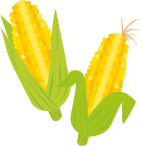 Cheerful Yellow Corn Ears Clipart Illustration with Lush Green Husks