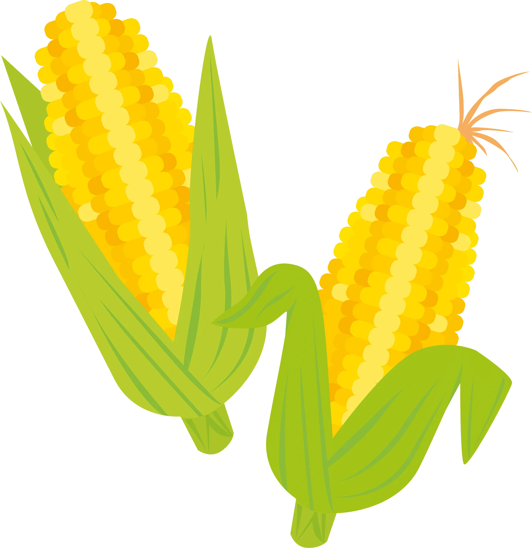 Cheerful Yellow Corn Ears Clipart Illustration with Lush Green Husks