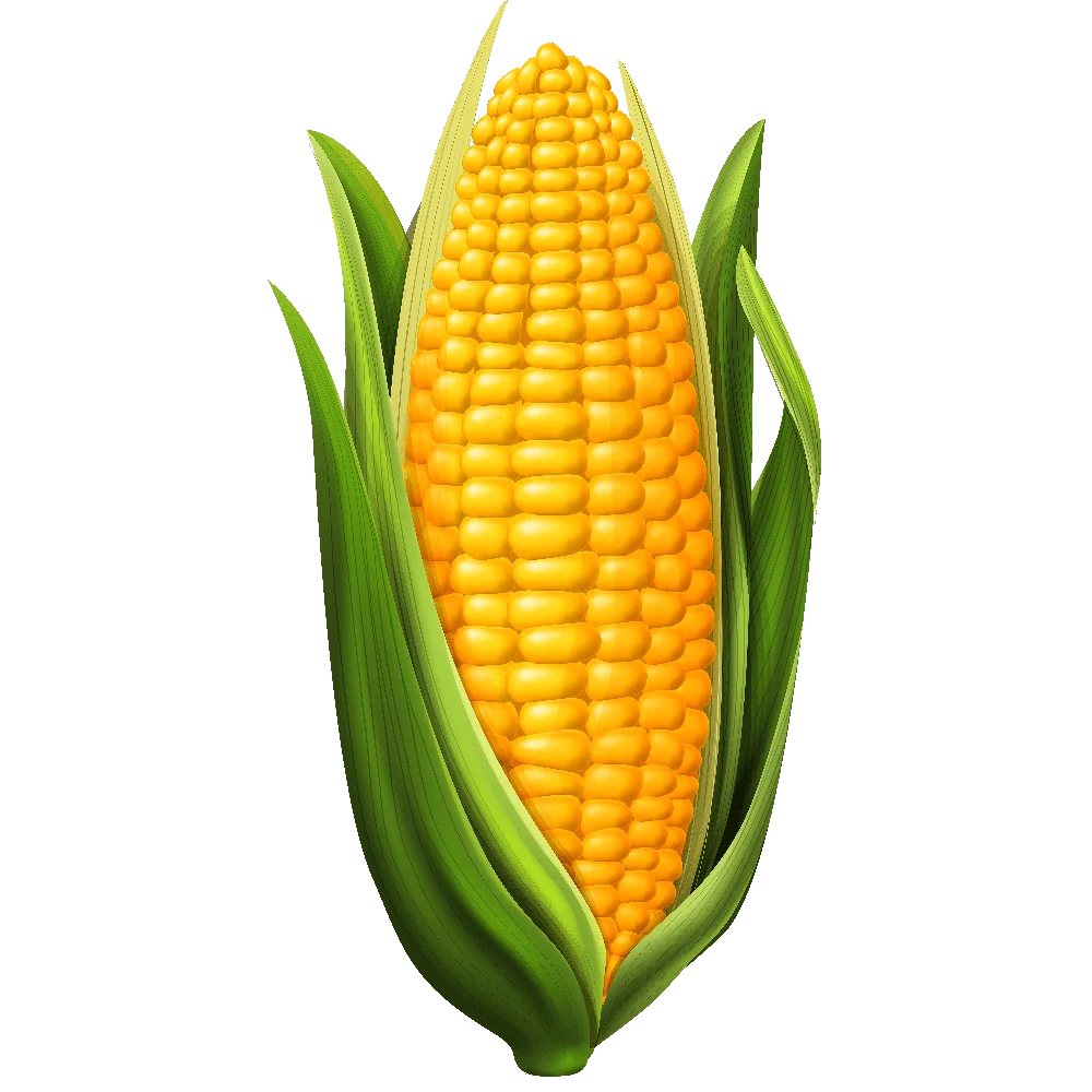 Fresh Golden Ear of Corn Clipart: A Detailed Illustration of Summer's Harvest