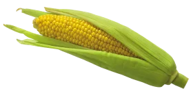 Fresh Golden Ear of Corn Clipart Illustration with Bright Green Husks