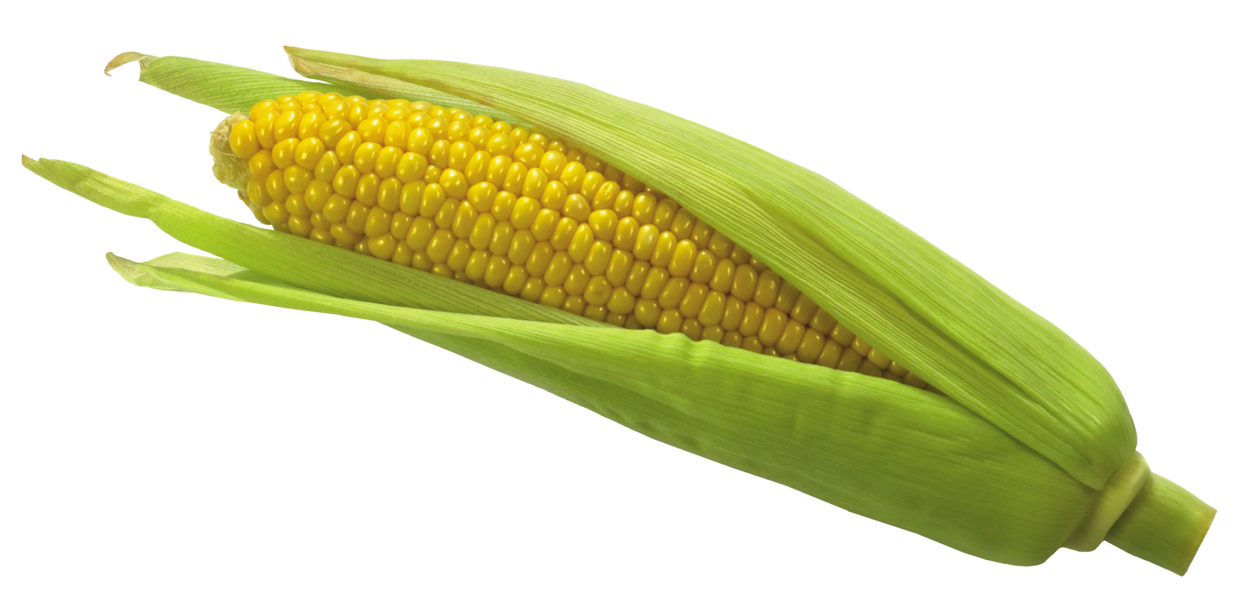 Fresh Golden Ear of Corn Clipart Illustration with Bright Green Husks