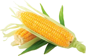 Fresh Golden Ear of Corn Clipart with Lush Green Leaves on White Background