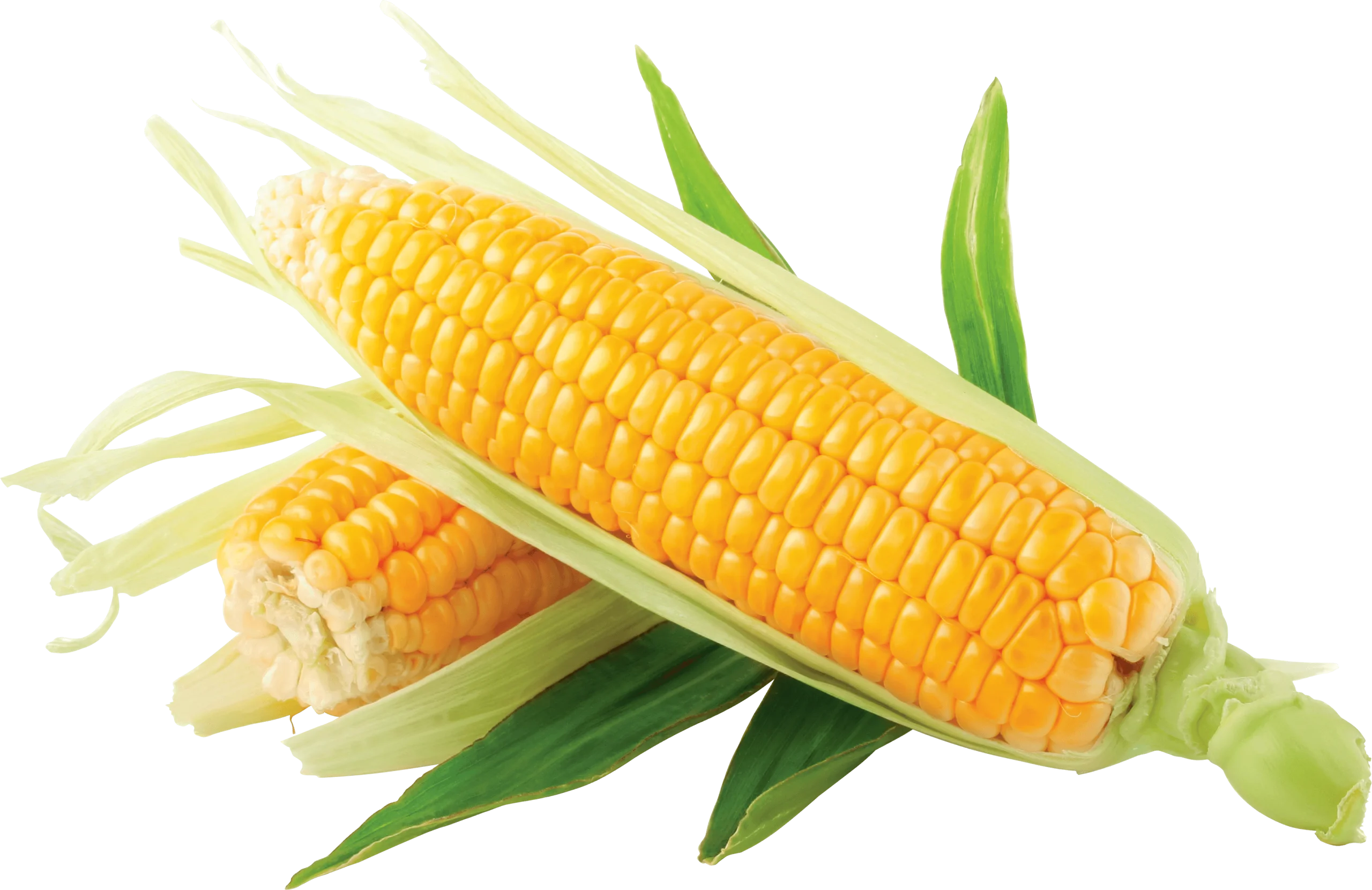 Fresh Golden Ear of Corn Clipart with Lush Green Leaves on White Background