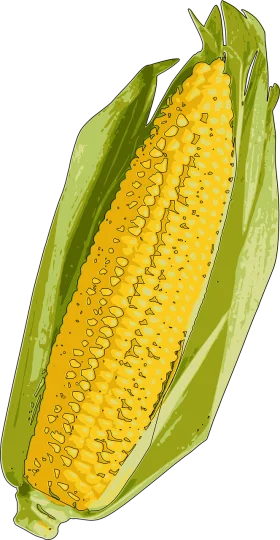 Fresh Ripe Golden Corn Ear with Green Husks Realistic Vector Clipart Illustration