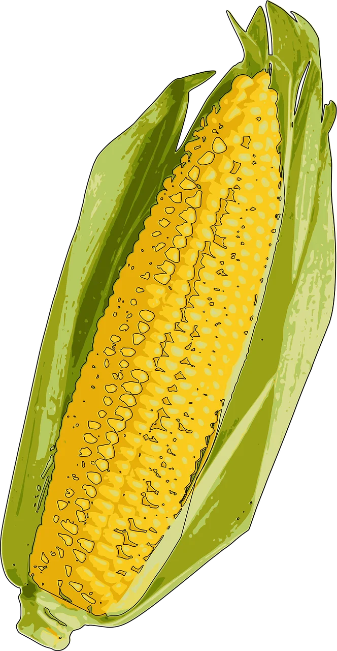 Fresh Ripe Golden Corn Ear with Green Husks Realistic Vector Clipart Illustration