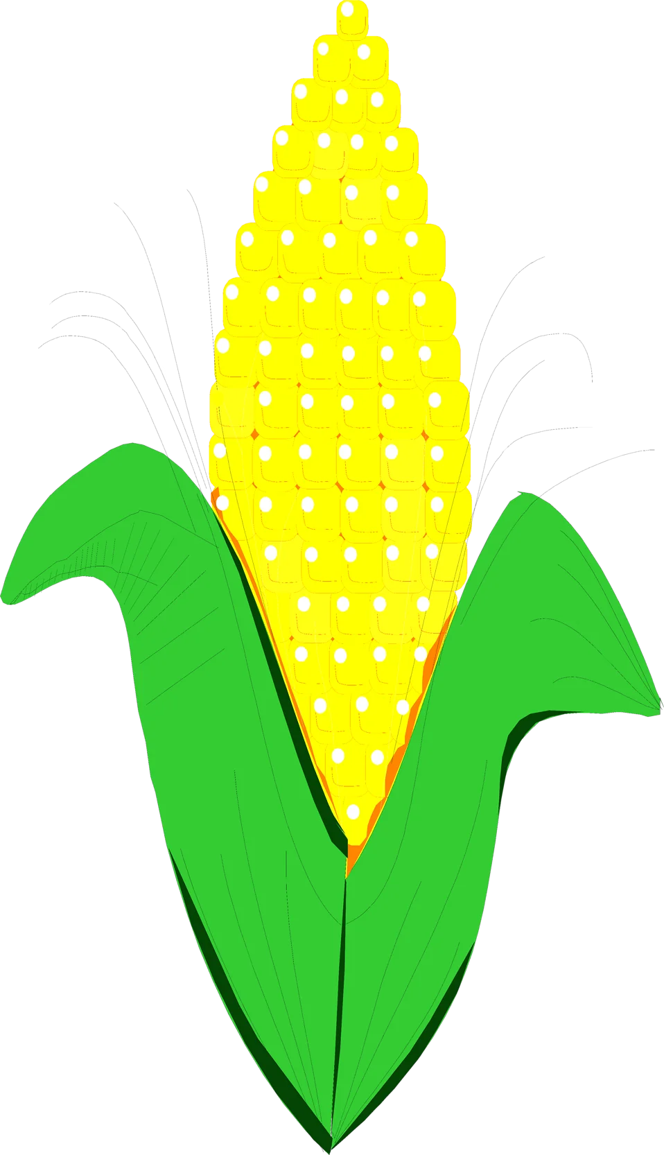Fresh Ripe Sunshine Yellow Corn on the Cob Vector Clipart Illustration