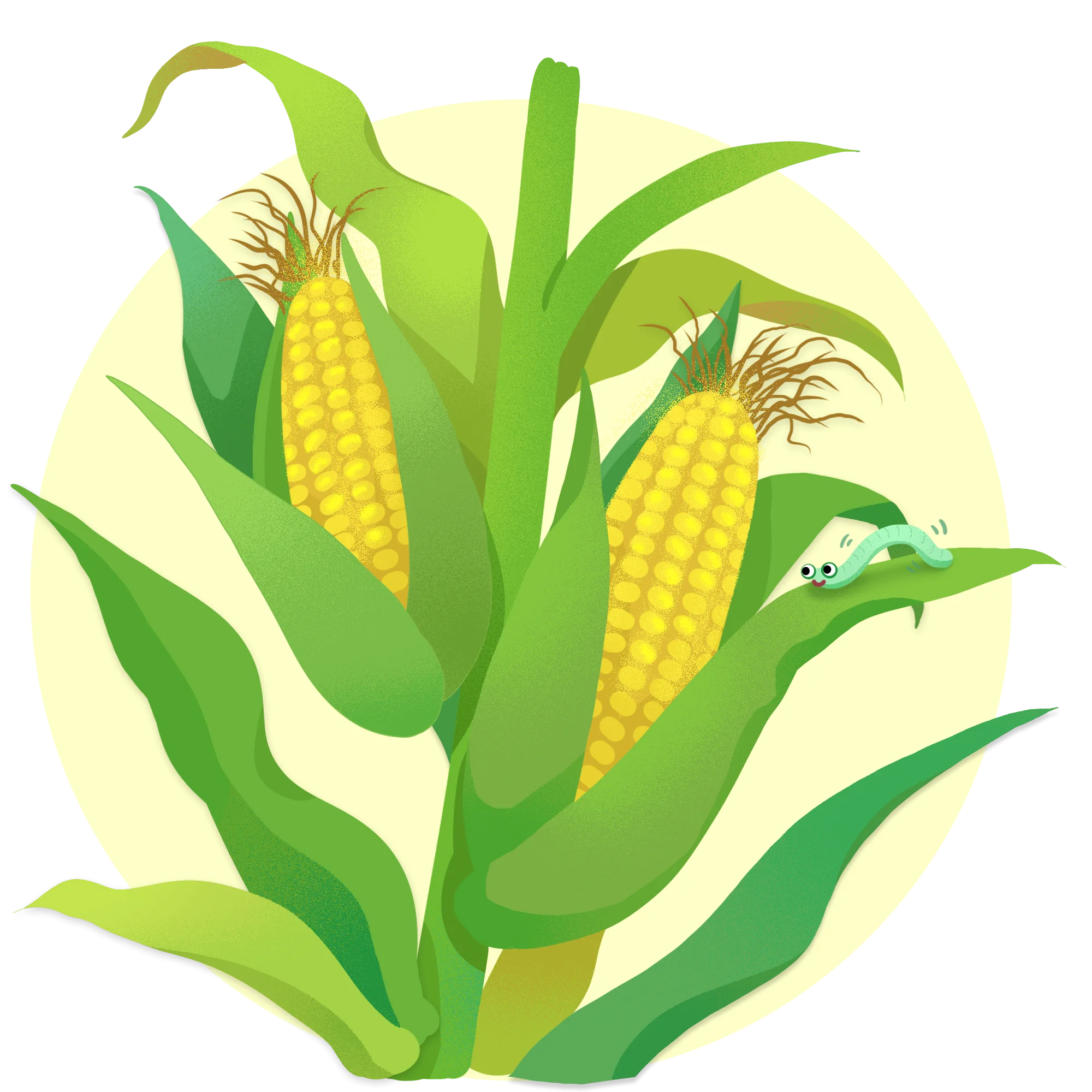 Fresh Summer Harvest Corn on the Cob Stylized Botanical Clipart Illustration