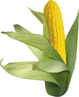 Fresh Yellow Corn Ear with Green Husks - High-Quality Agricultural Clipart Design