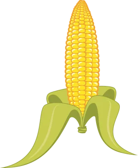 Fresh Yellow Sweet Corn Ear with Green Husk Leaves Clipart Illustration