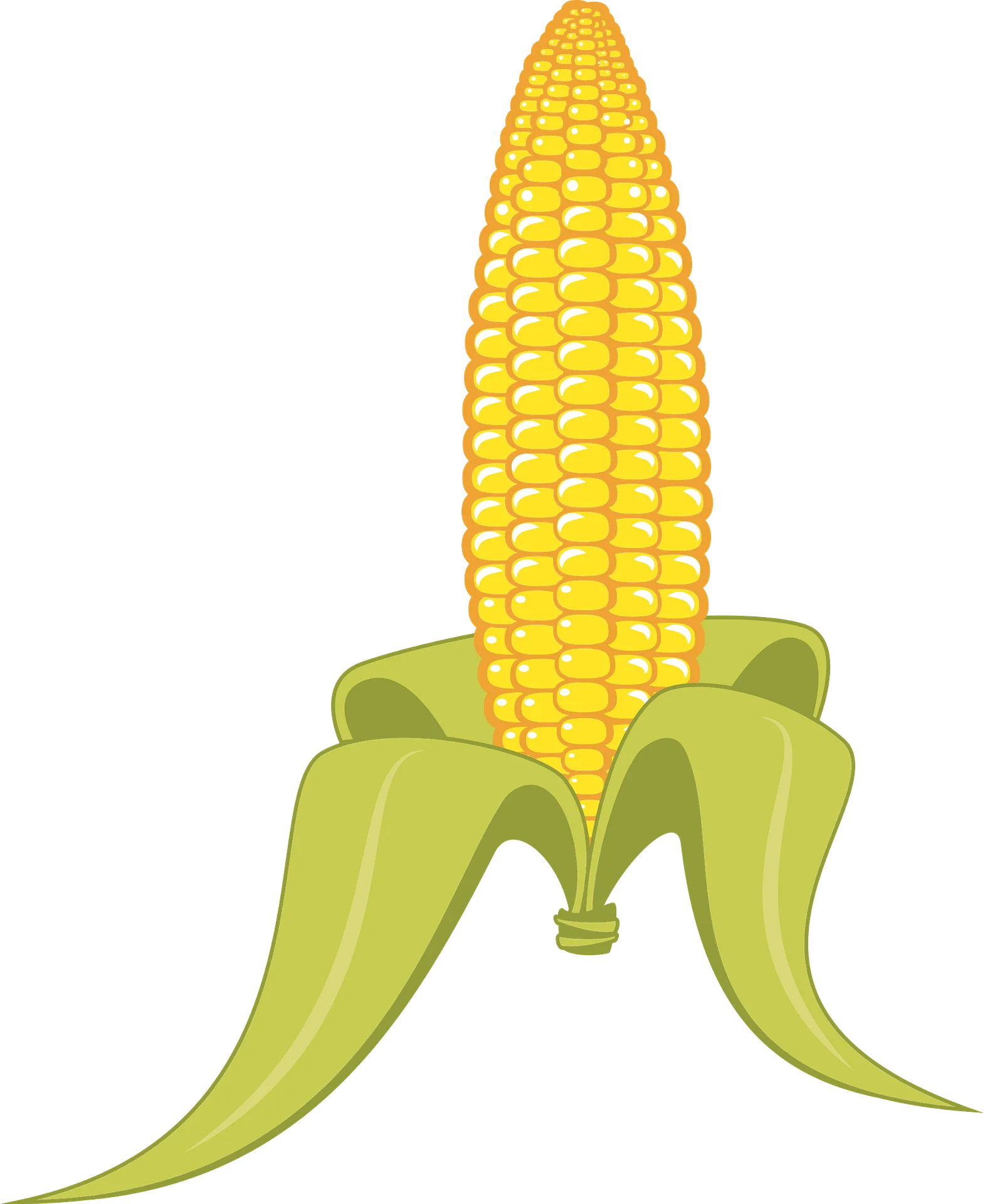Fresh Yellow Sweet Corn Ear with Green Husk Leaves Clipart Illustration