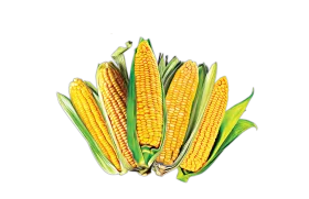 Freshly Harvested Golden Corn Ears Clipart - A Bountiful Agricultural Illustration