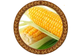 Golden Ripe Corn Clipart with Rustic Woven Border Illustration