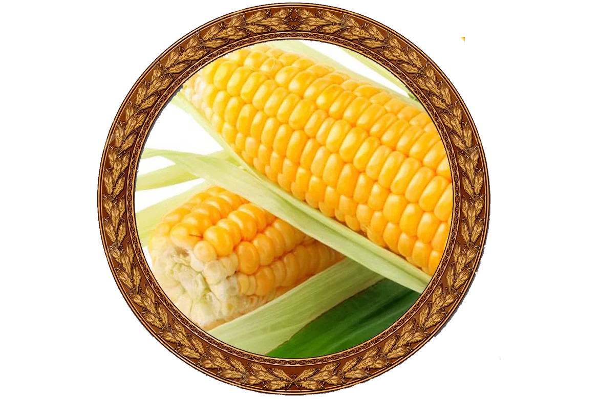 Golden Ripe Corn Clipart with Rustic Woven Border Illustration