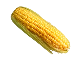Golden Ripe Ear of Corn Clipart Illustration with Detailed Kernels