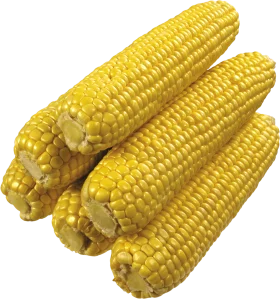 Golden Sweet Corn Clipart: Fresh Summer Harvest Illustration with Kernels