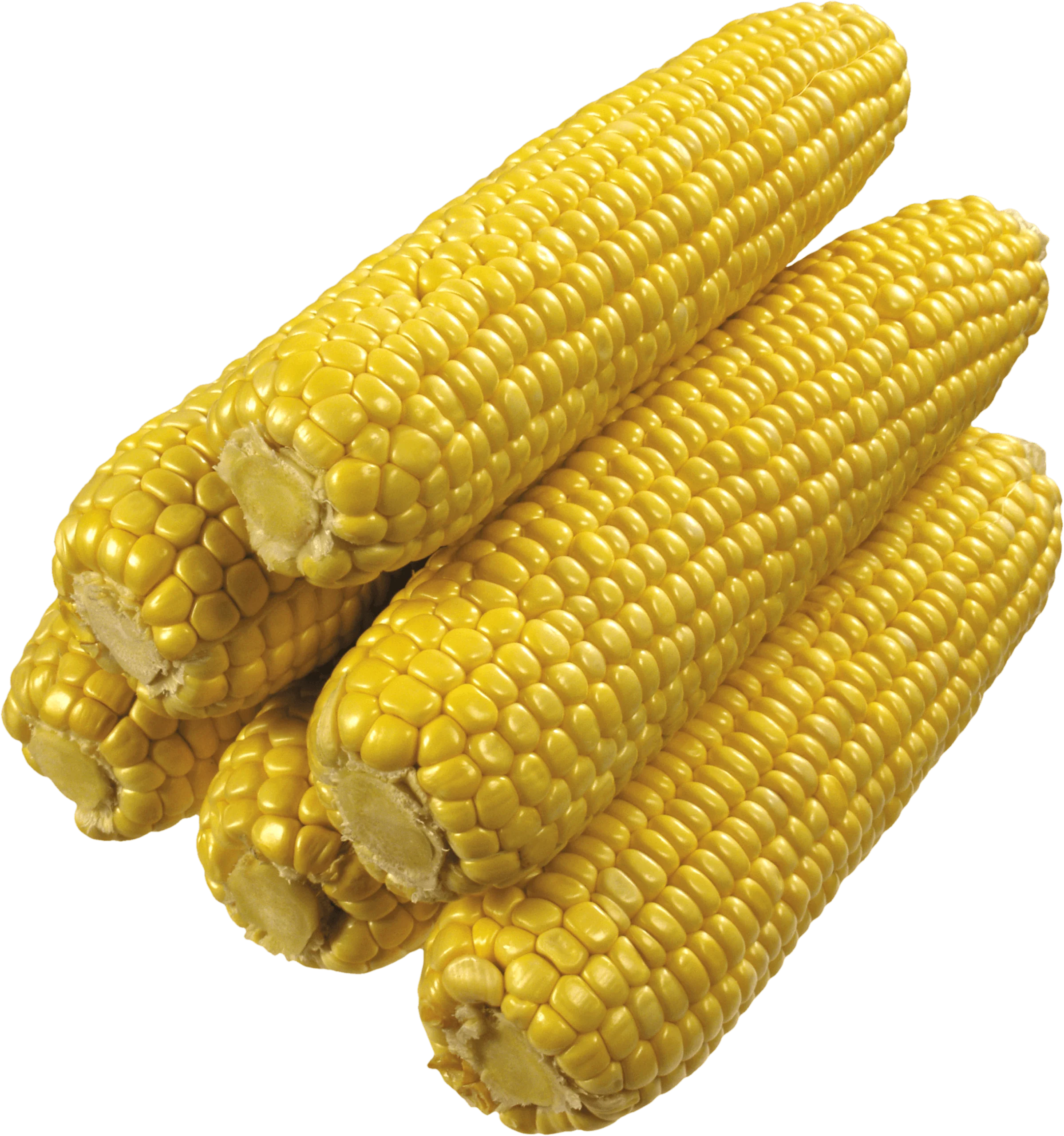 Golden Sweet Corn Clipart: Fresh Summer Harvest Illustration with Kernels