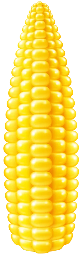 Lustrous Golden Corn Clipart: A Perfectly Symmetrical Ear of Sunshine