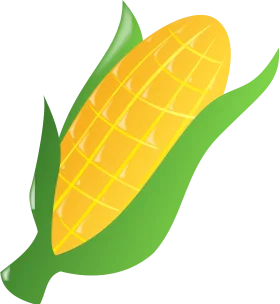 Sunny Yellow Ear of Corn Clipart Illustration with Fresh Green Husks
