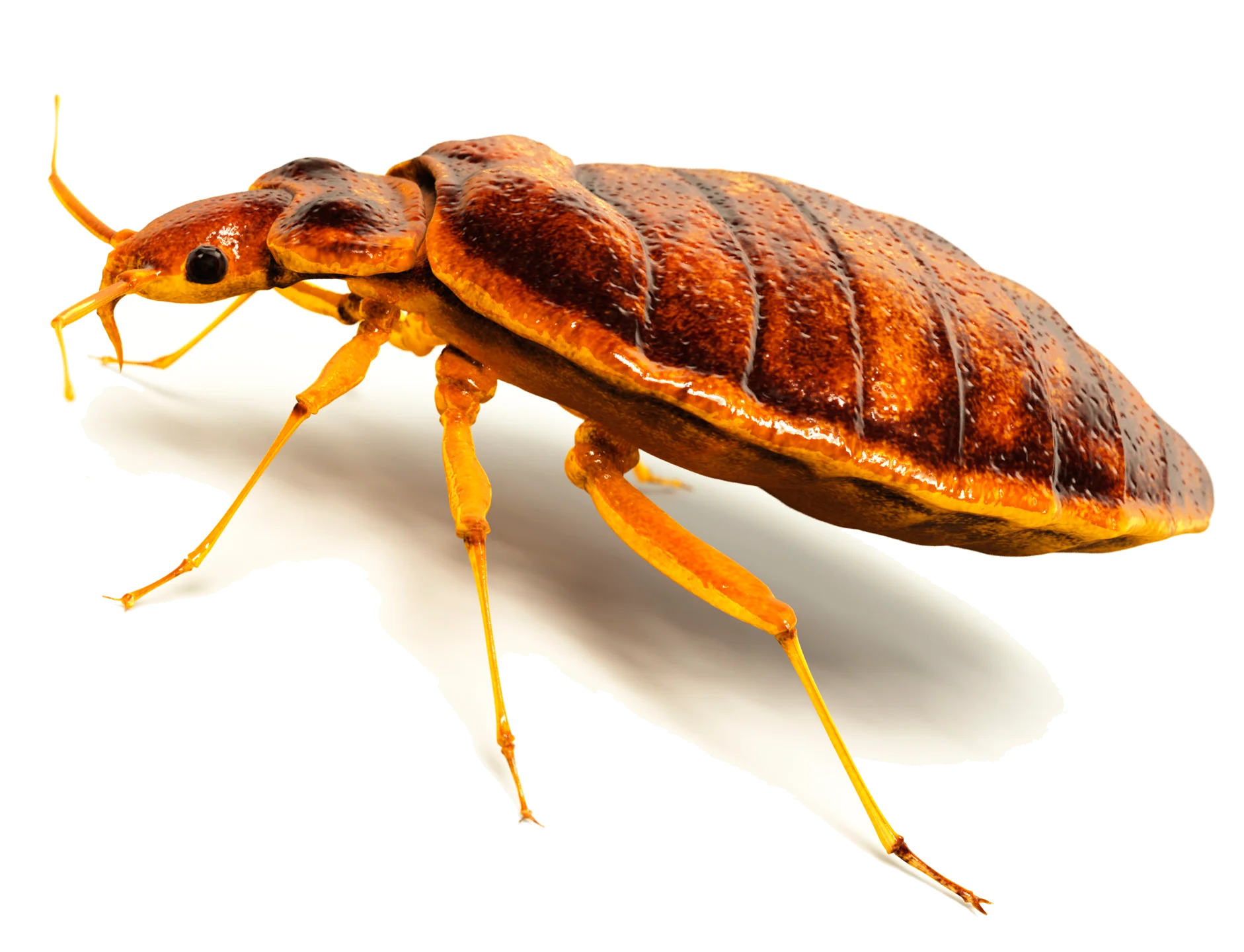 Detailed Realistic Bed Bug Clipart Illustration with Intricate Anatomical Details