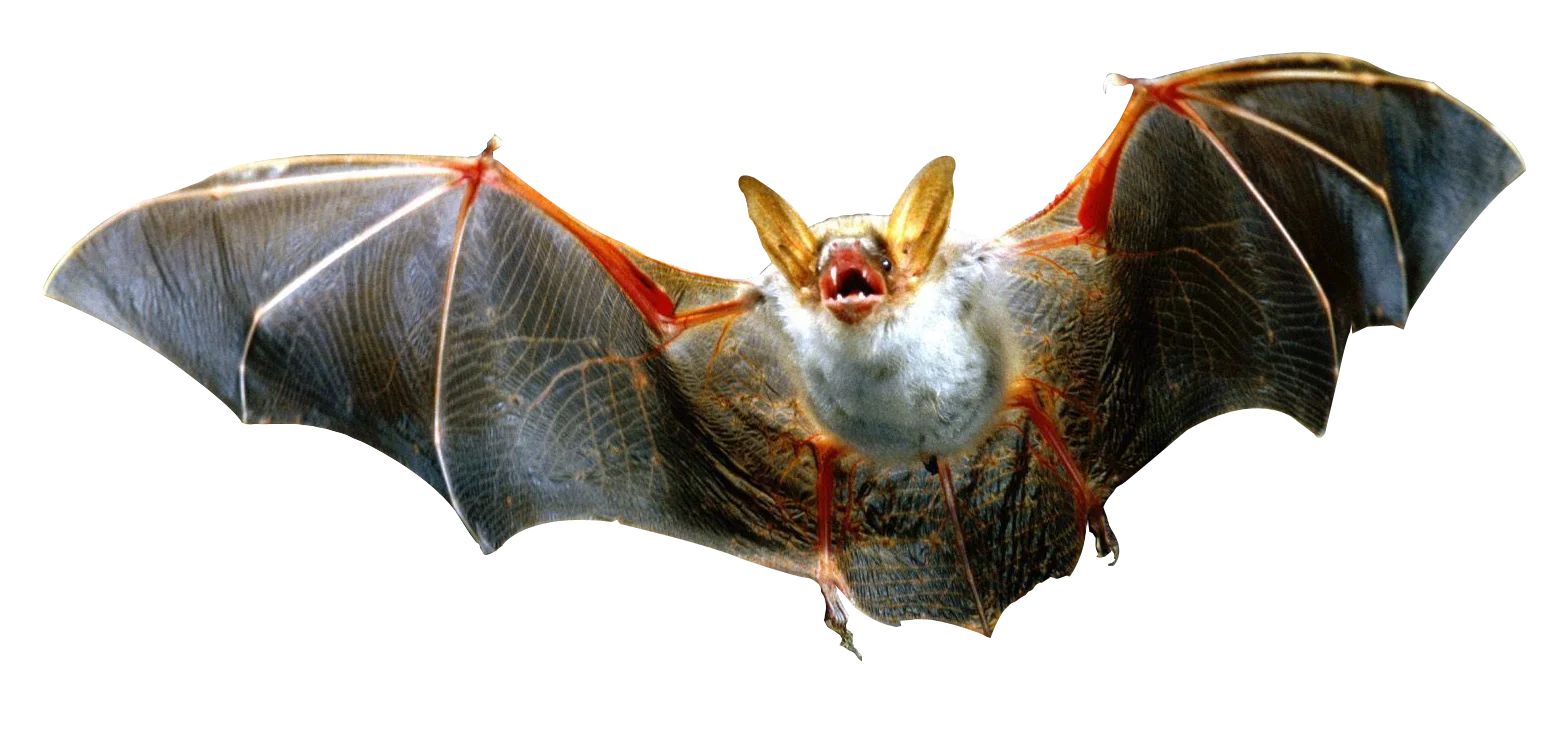 Detailed Realistic Flying Bat Clipart with Intricate Wing Membrane Texture
