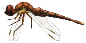 Detailed Scientific Illustration of a Brown Dragonfly Clipart with Intricate Wing Structure