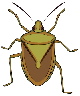 Stylized Shield Bug Clipart: Geometric Illustration of Insect Anatomy