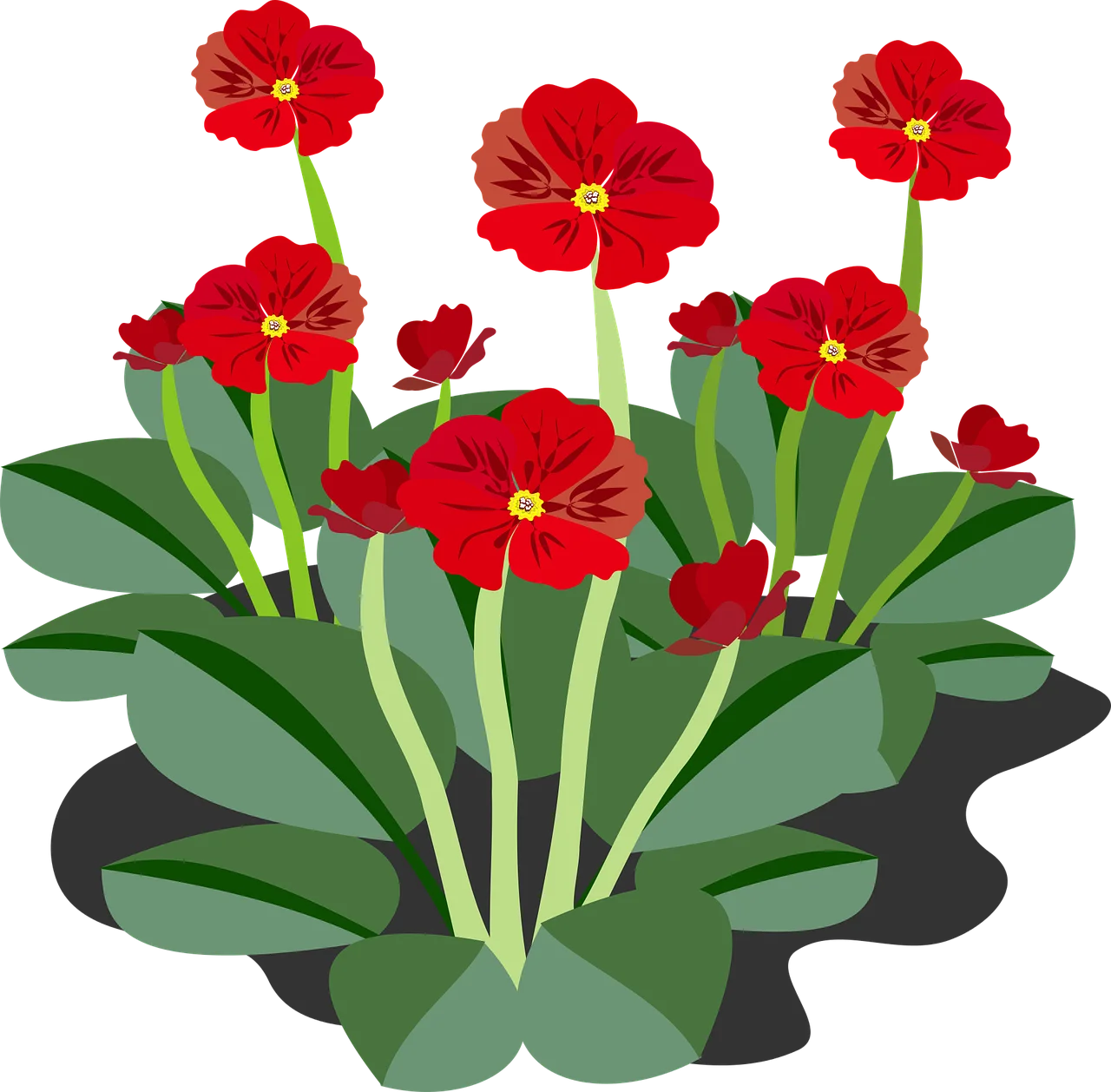 Cheerful Red Primrose Cluster Botanical Clipart Illustration for Design