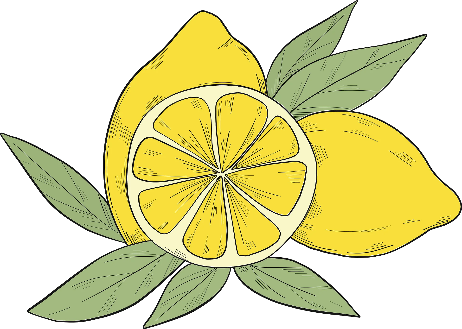 Fresh Organic Lemon Clipart Illustration with Sliced and Whole Fruits