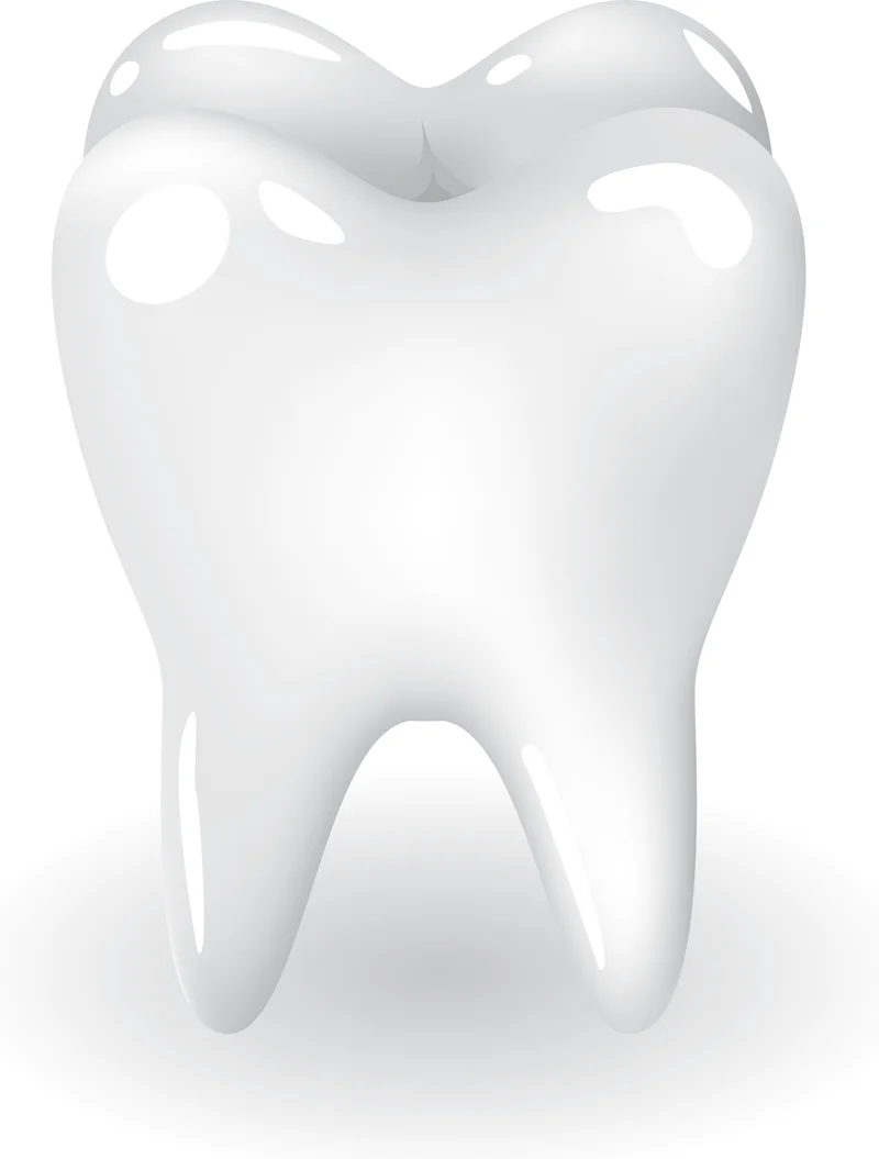 Pristine Molar Tooth Clipart: A Gleaming Dental Illustration with Smooth Contours