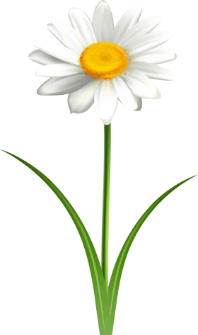 Elegant White Daisy Clipart with Soft Petals and Cheerful Yellow Center