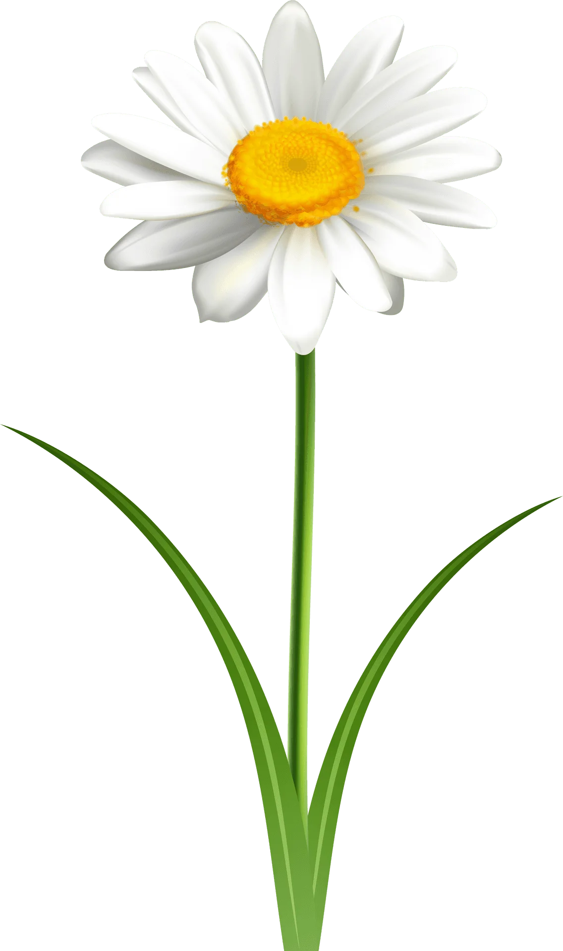 Elegant White Daisy Clipart with Soft Petals and Cheerful Yellow Center