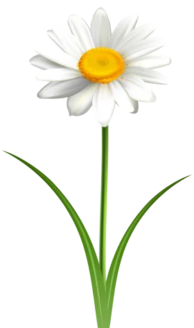 Elegant White Daisy Clipart with Sunny Yellow Center and Green Stem