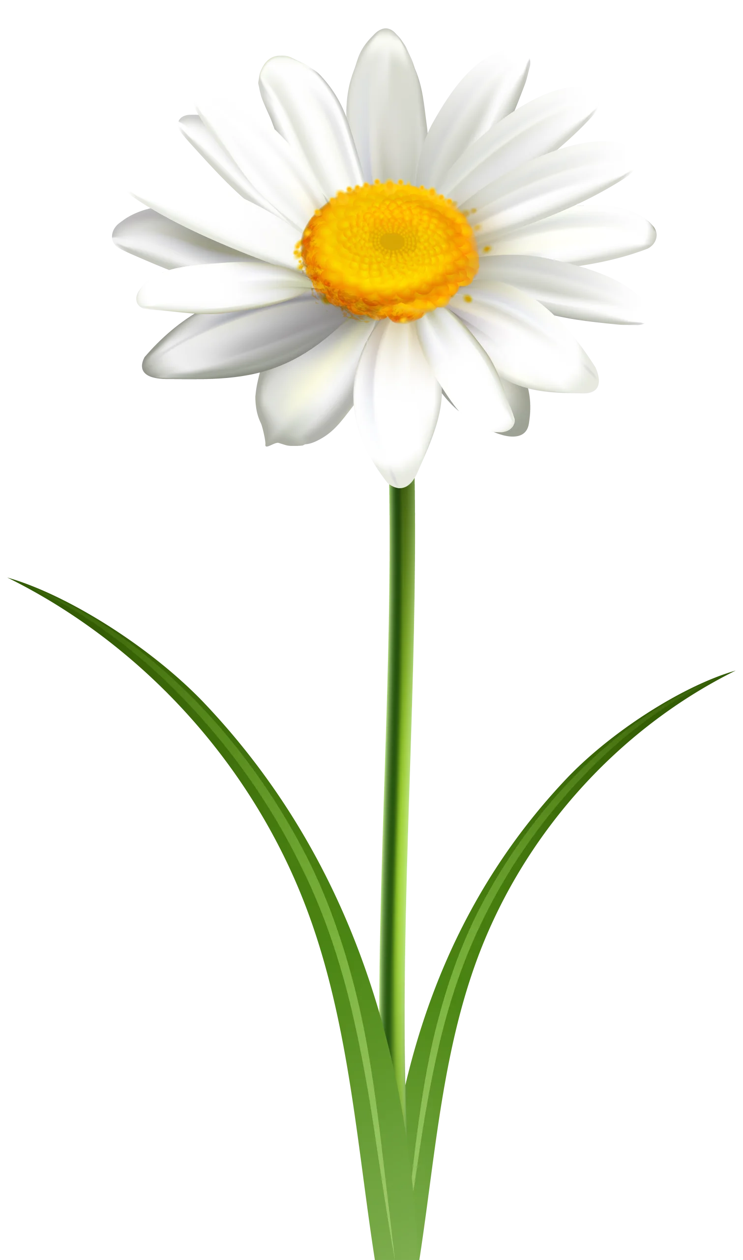 Elegant White Daisy Clipart with Sunny Yellow Center and Green Stem