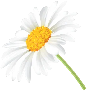 Pristine White Daisy Clipart with Sunshine Yellow Center on Clean Background