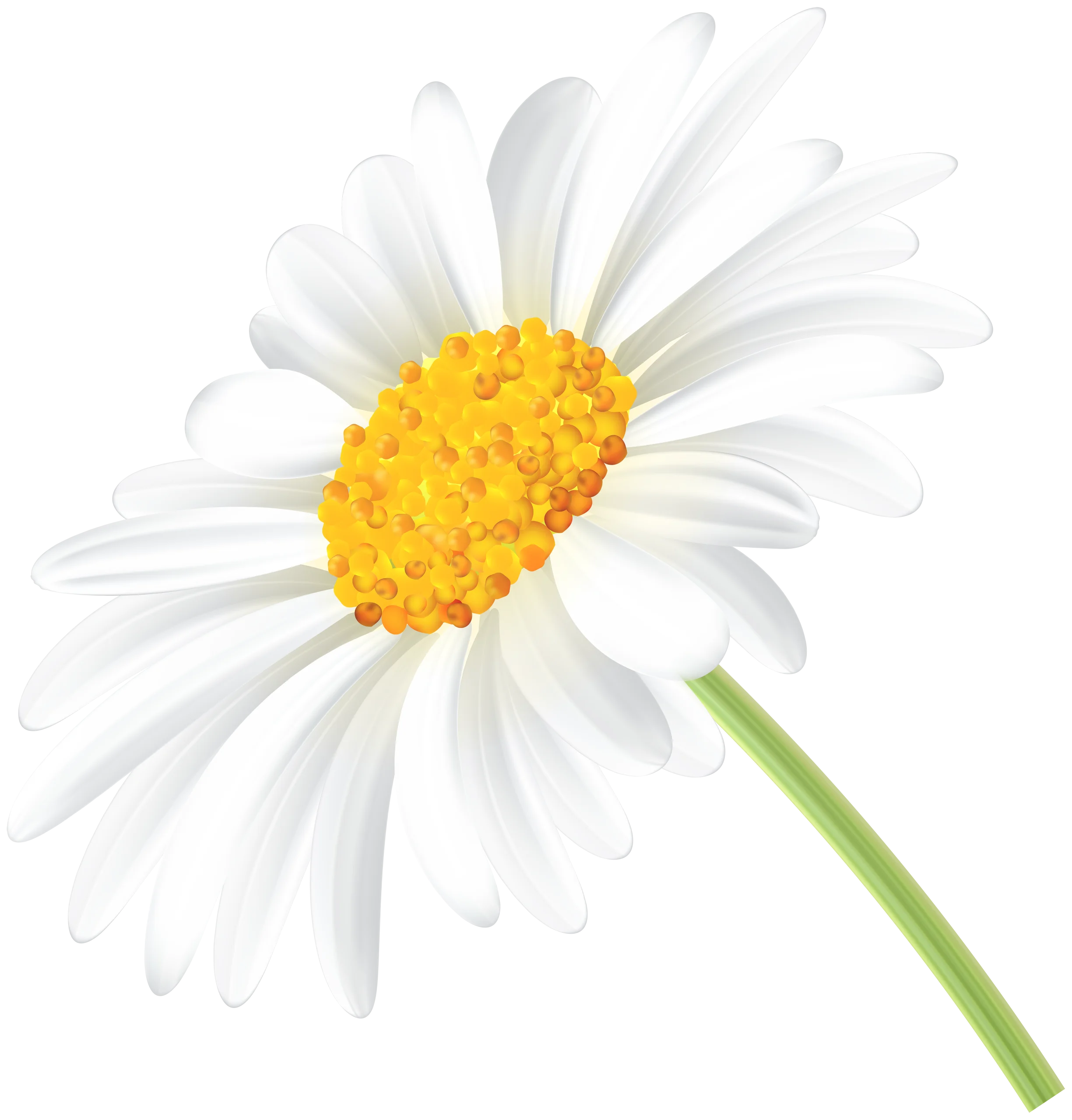Pristine White Daisy Clipart with Sunshine Yellow Center on Clean Background