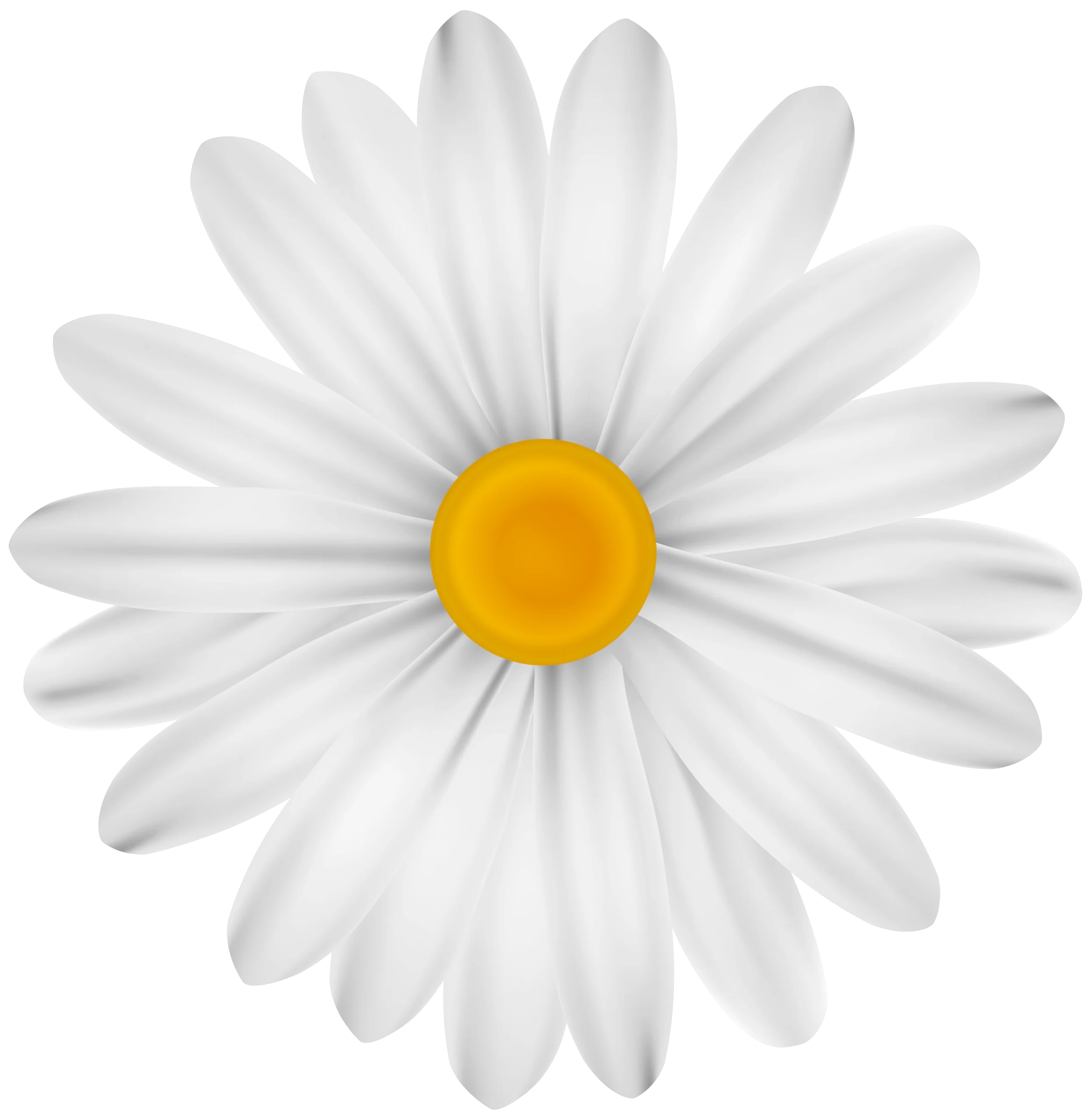 Pristine White Daisy Flower Clipart with Soft Luminous Yellow Center