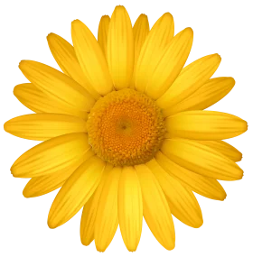 Radiant Yellow Sunflower Daisy Clipart with Soft Petal Texture and Golden Center